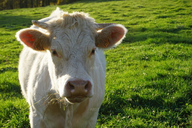 Es kreucht - es fleucht 1 | Charolais in Maizilly Brionais