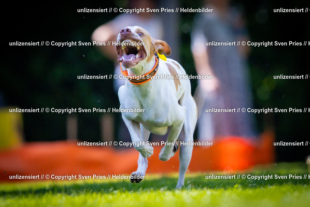 Sven Pries | 2025-08-10 - Hunderennen Durlach - Realisiert mit Pictrs.com