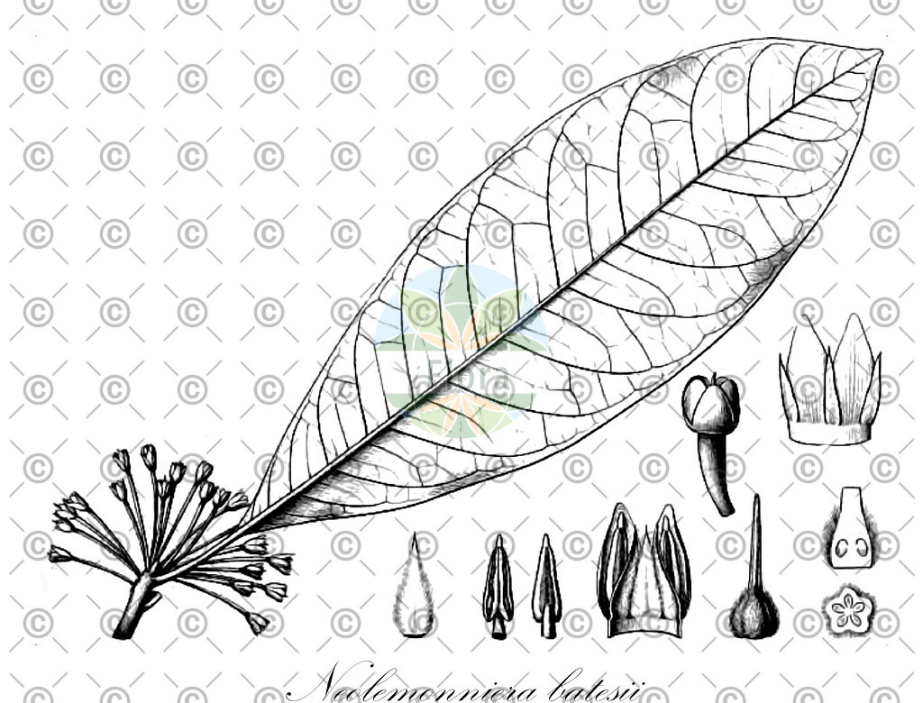 HistAbb_wfo-0000881400_1_ENZY_Simple | Historische Abbildung von Neolemonniera batesii - Sapotaceae | Historical Illustration of Neolemonniera batesii - Sapotaceae