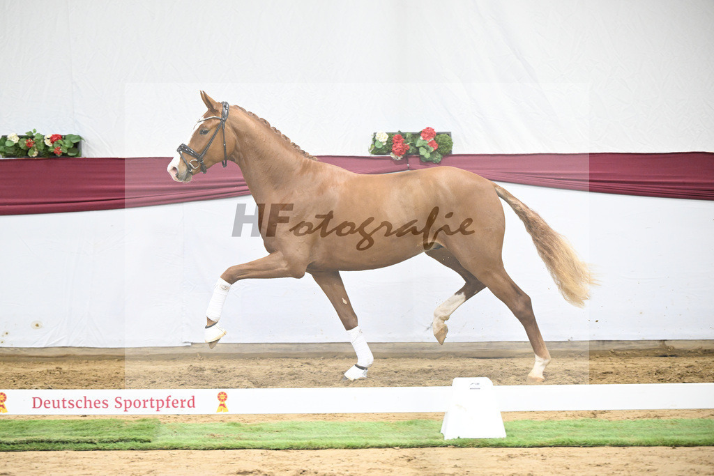 Kat-Nr. 24 Escanto PS x Feinrich_Tobias Sesselmann u Lea Dressel_47250779 | hf-fotografie - Realisiert mit Pictrs.com