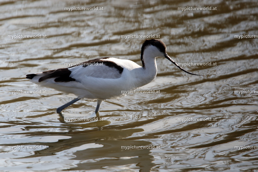 Säbelschnäbler-024 | Das Bilderarchiv über Tiere, Planzen und Landschaften. In der Bilddatenbank finden Sie ein große Auswahl an hochwertigen Bilder für Ihre Werbung - Realisiert mit Pictrs.com