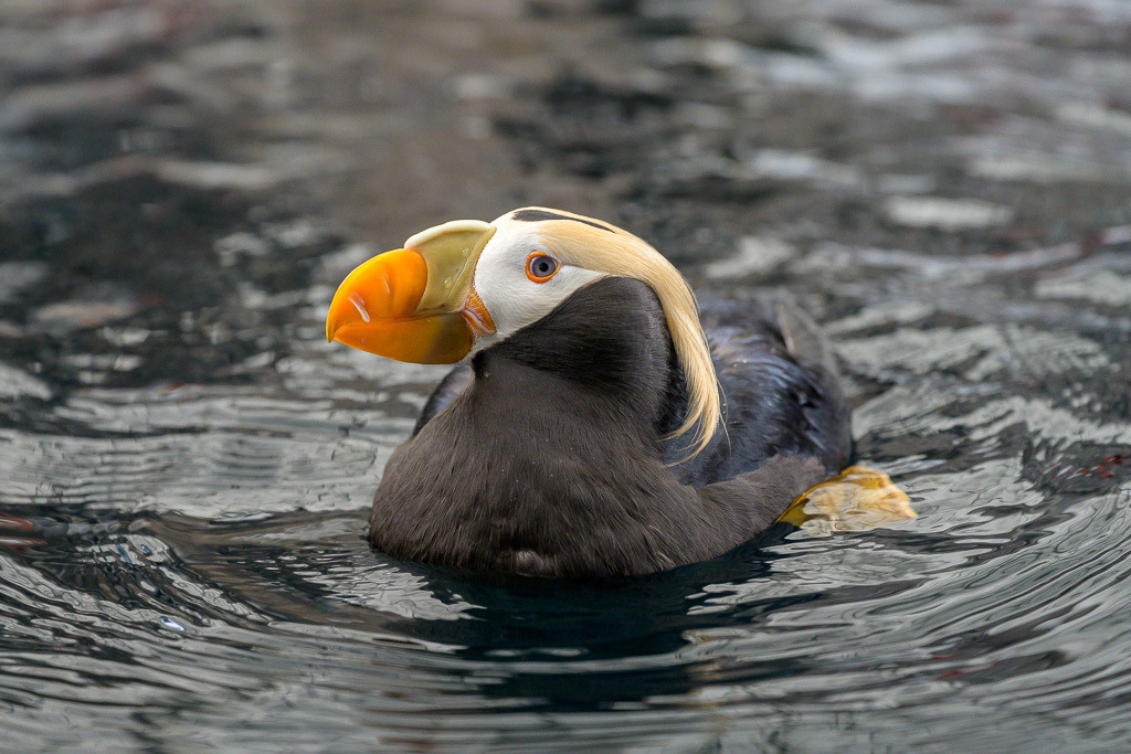 Alaska | Seward. - Realisiert mit Pictrs.com