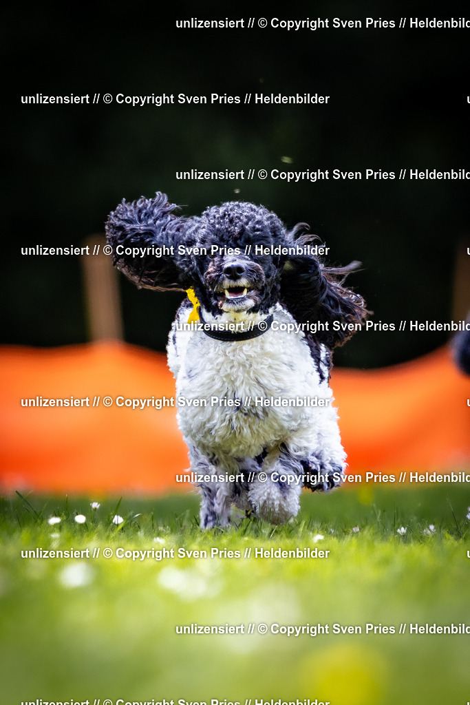 Sven Pries | 2026-05-14 - Hunderennen KA Durlach Vatertag 2026 - Realisiert mit Pictrs.com