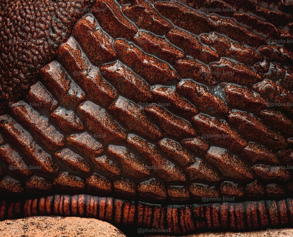 Felswand | Ein Makro einer Nacktschnecke. :) - Realisiert mit Pictrs.com