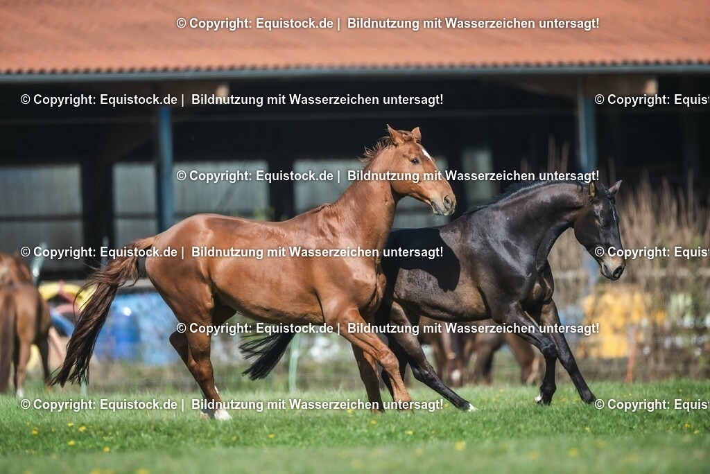 20210426_Pferd-auf-Koppel_0041 | equistock