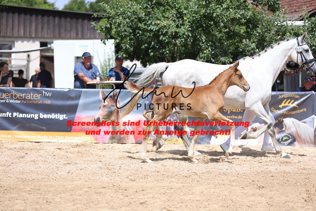 Fohlenschau_Schwäbisch_Hall_springbetonte_Fohlen_KN 27_12 | lmwpictures - Realisiert mit Pictrs.com