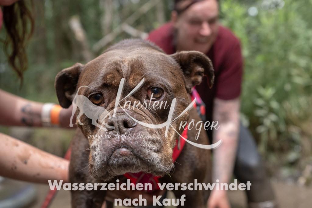 1334_ZZ94753 | kk-dogfotos