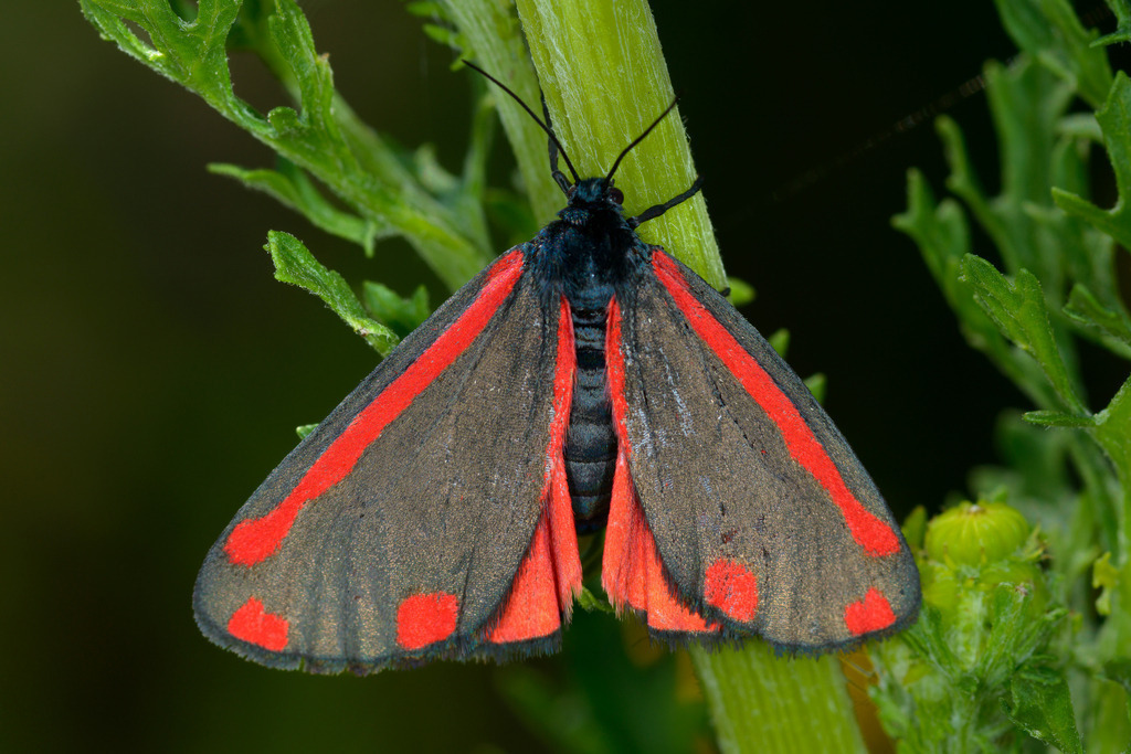 2023-180 | Jakobskrautbär auf Jakobskraut. - Realisiert mit Pictrs.com