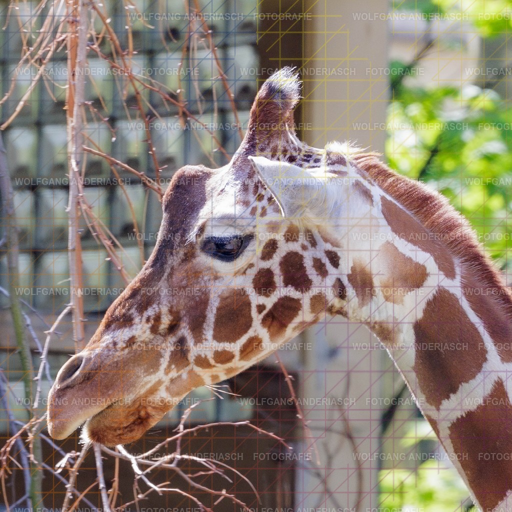 2026414-122355Zoo_Frankfurt100L0729_finish | Im Zoo Frankfurt zeigt sich genau das: kleine Momente, echte Begegnungen, ungefilterte Emotion. - Realisiert mit Pictrs.com