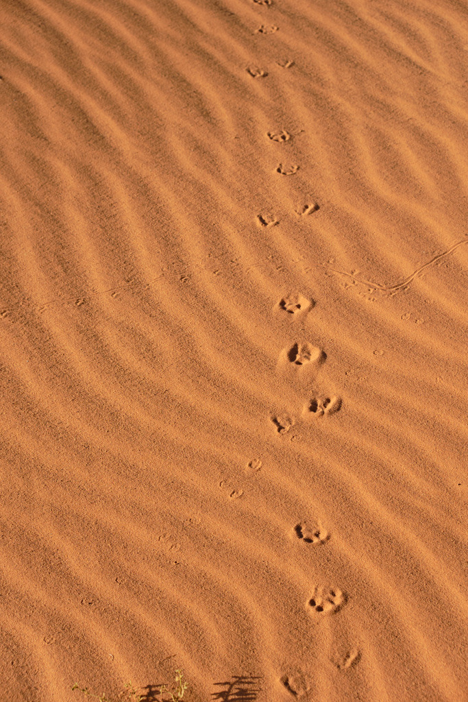 Spuren vom Wüstenfuchs im Sand | Marokko - November 21, 2024: Spuren vom Wüstenfuchs im Sand. - Realisiert mit Pictrs.com