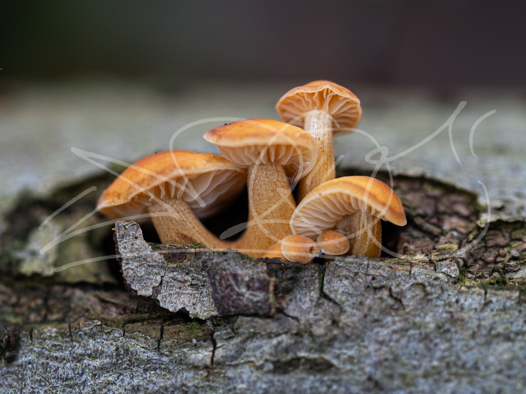 PC250153 | Naturschönheiten aus Deutschland. Pflanzen und Tiere, Insekten und Naturschauspiele. Alle schönen Details, die uns umgeben, fotografiert von Michi Moc.  - Realisiert mit Pictrs.com
