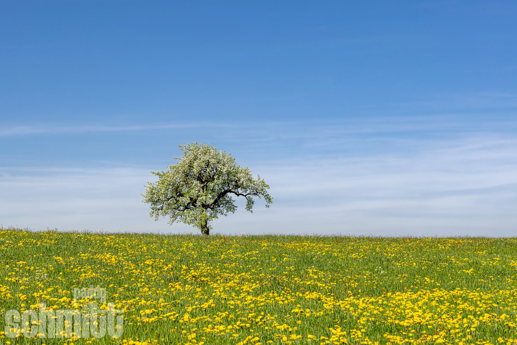 PS-Natur-2026-124 | Entdecke die größte Bildgalerie der Region mit Fotografien aus dem Allgäu, der Bodenseeregion, Oberschwaben, dem Donautal und der Schwäbischen Alb. Landschaften, Luftaufnahmen und Reisefotografie als Wandbild und Fotokunst. - Realisiert mit Pictrs.com