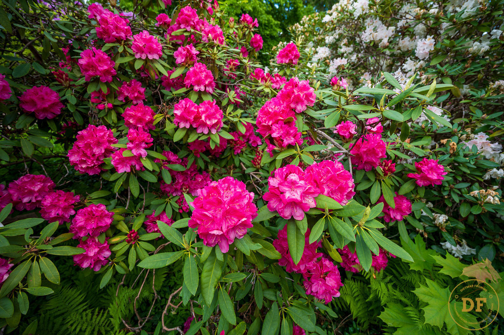 20250511-_1DS0513 | Geschenke, Wandbilder und Accessoires mit Motiven aus Dresden und anderen schönen Orten zur Verschönerung Deines zu Hauses und zum verschenken gewünscht? Wähle Deine Lieblingsbild auf dem Produkt Deiner Wahl. 