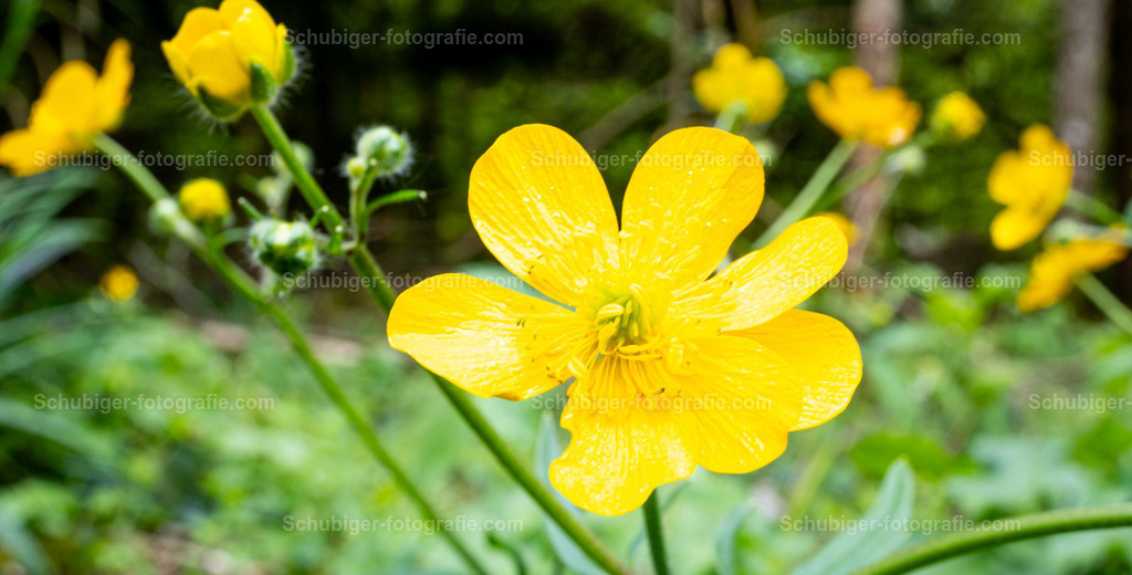 Scharfe Hahnenfuß  | Der Scharfe Hahnenfuß ist eine Pflanzenart aus der Gattung Hahnenfuß innerhalb der Familie der Hahnenfußgewächse. In einigen Regionen Deutschlands und in der deutschsprachigen Schweiz wird sie – wie allerdings manche anderen gelbblühenden Wiesenblumen auch – manchmal als Butterblume bezeichnet. Wikipedia - Realisiert mit Pictrs.com