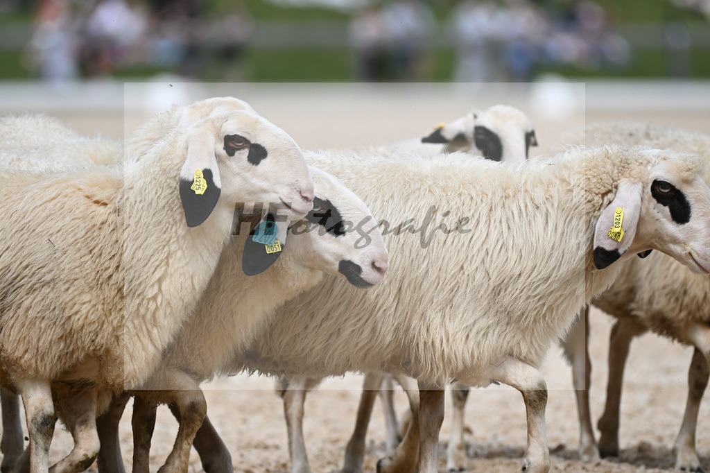 Unsere Schafe_36240546 | hf-fotografie - Realisiert mit Pictrs.com