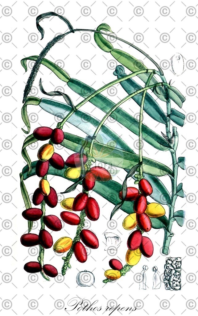 HistAbb_wfo-0000394901_1_ENZY_Simple | Historische Abbildung von Pothos repens - Araceae | Historical Illustration of Pothos repens - Araceae