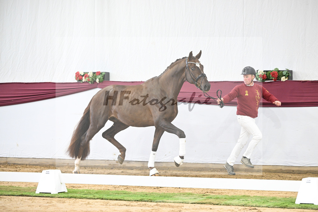 Kat-Nr. 15 Vitalis x Rock Forever I_Christoph Kuehnle_47250346 | hf-fotografie - Realisiert mit Pictrs.com