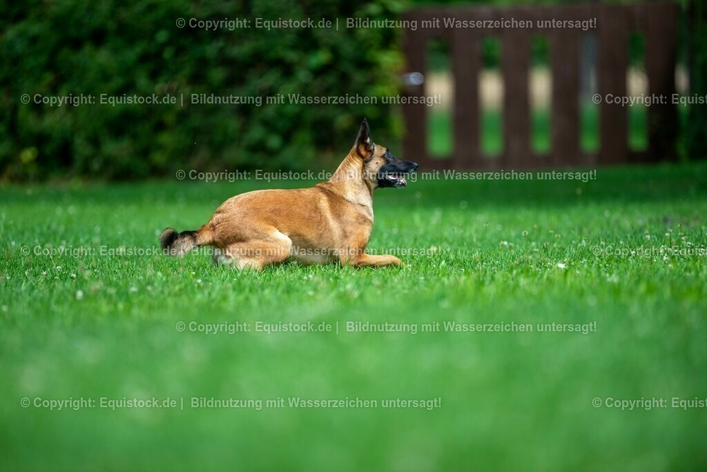 20210728_Schutzhund-in-Bewegung_0011 | Foto: Thomas Hartig