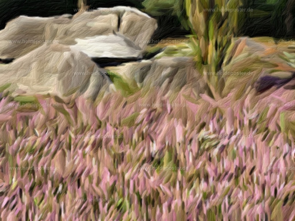 brushed_201208_heide_DSCF3162 | Poster aus der Lüneburger Heide - Realisiert mit Pictrs.com