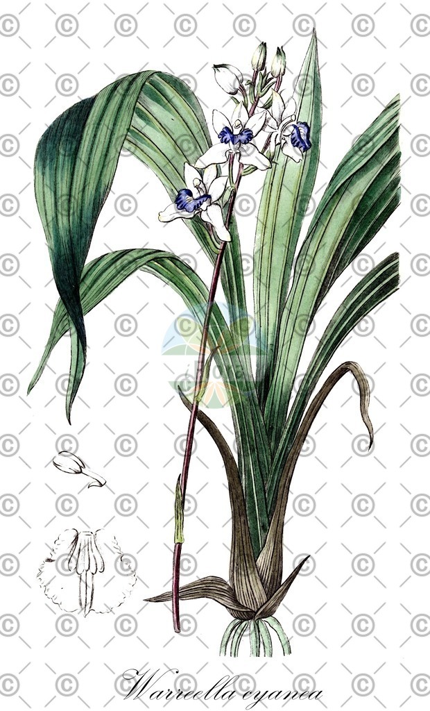 HistAbb_wfo-0000787288_1_ENZY_Simple | Historische Abbildung von Warreella cyanea - Orchidaceae | Historical Illustration of Warreella cyanea - Orchidaceae