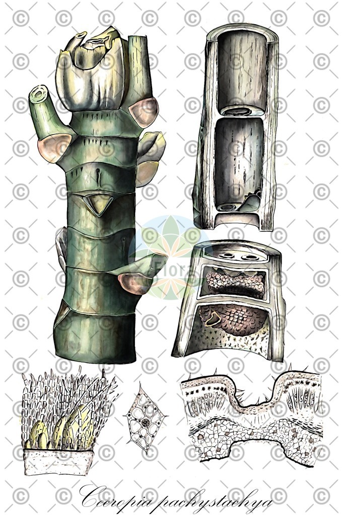 HistAbb_wfo-0000592293_1_ENZY_Simple | Historische Abbildung von Cecropia pachystachya - Urticaceae | Historical Illustration of Cecropia pachystachya - Urticaceae