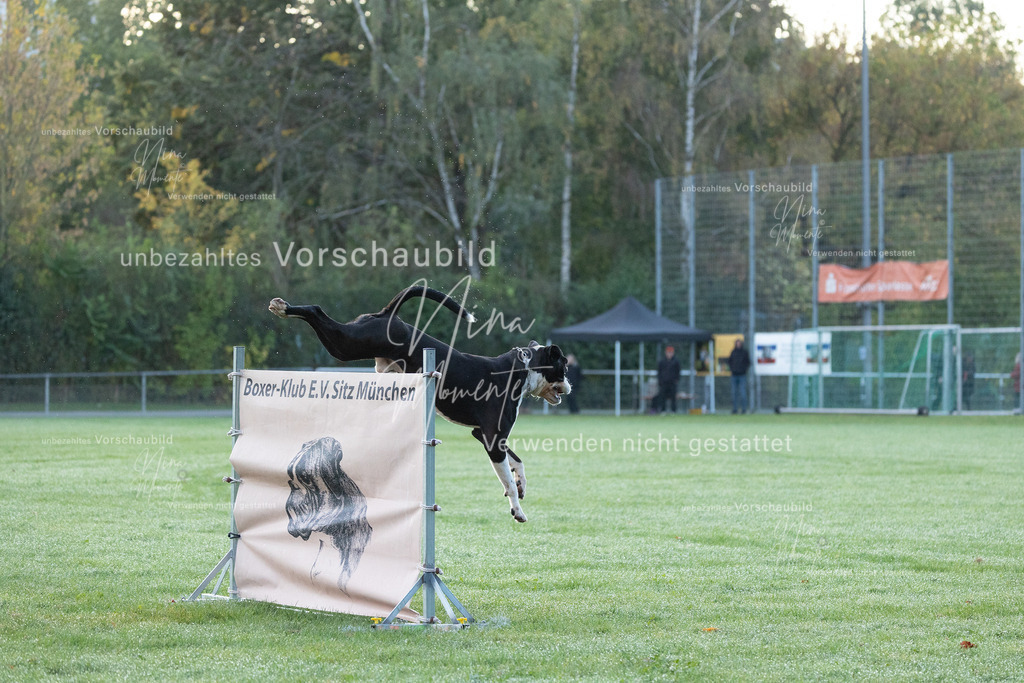 _16A5740 | Einzigartige Fotos von Hunden & Menschen –Actionfotos, Portraits, Vereinsaufnahmen & Paarshootings – authentisch, lebendig & mit Herz.