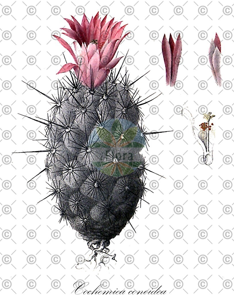 HistAbb_wfo-0001430470_2_ENZY_Simple | Historische Abbildung von Cochemiea conoidea - Cactaceae | Historical Illustration of Cochemiea conoidea - Cactaceae