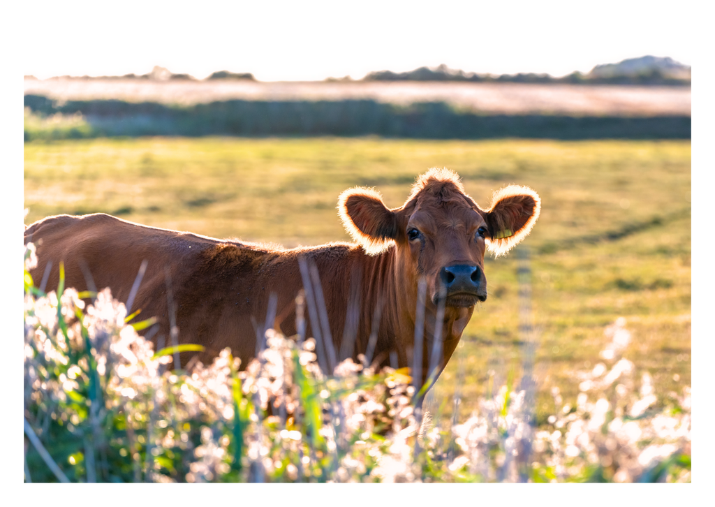 Motiv 72 | Eilun-Art-Fotografie Levke Martens, ihre Fotografin für Immobilien- und Landschaftsfotografie auf Föhr, Föhrer Motive als Poster, Leinwand, hinter Acrylglas oder stelle dir deinen eigenen Monatskalender zusammen, mit nur einem Klick