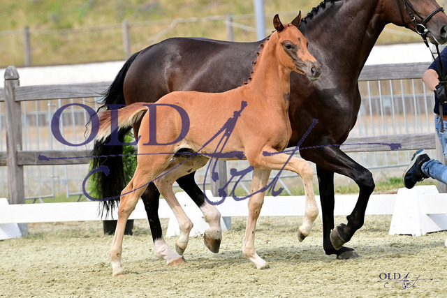 88 DE433330490823 FRE Morricone I - Diamond Hit - Sir Donnerhall I DSC_5088 Kopie | <meta name="description" content="★Offizieller Merchandise und Foto-/Videostore des Oldenburger Verbandes.★ ✅Jetzt auch digital Ausdrucke erhältlich." />
<meta name="keywords" content="Merchandise Foto-/Videostore Oldenburger Verband Photographie 