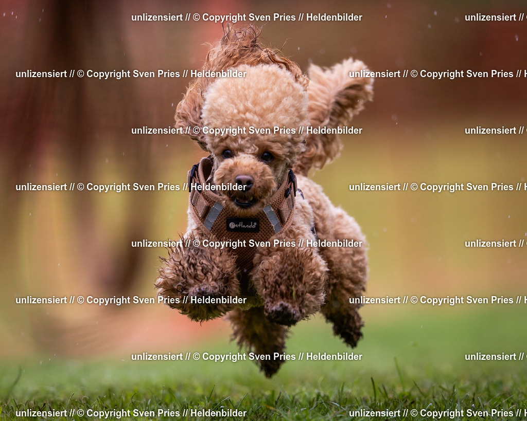 Sven Pries | 2024-04-21 - Hunderennen Baden-Oos
Foto: Sven Pries - Realisiert mit Pictrs.com