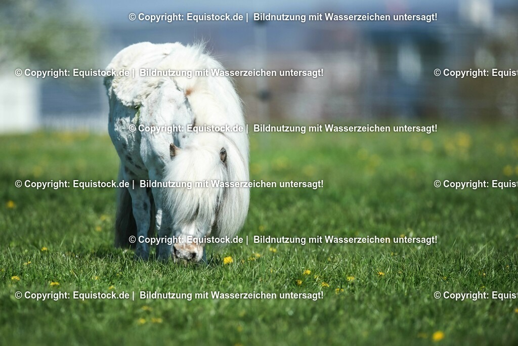 20210426_Pferd-auf-Koppel_0132 | equistock