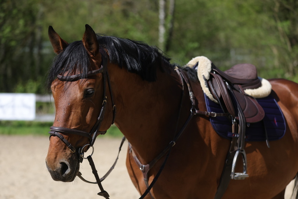 0P6A8094 | Willkommen bei Brunnmayr - Design & Fotografie – Ihrem Spezialisten für Reitturniere und Pferdeveranstaltungen in Oberösterreich, Salzburg und Bayern! Seit über 17 Jahren sind wir leidenschaftlich dabei.