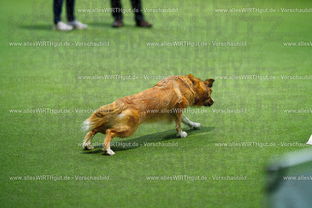 7R505448 | Professionelle Tierfotografie in Mönchengladbach von Daniel Wirth (allesWIRTHgut). Liebevolle & natürliche Bilder von Hunden & Katzen für unvergessliche Erinnerungen.