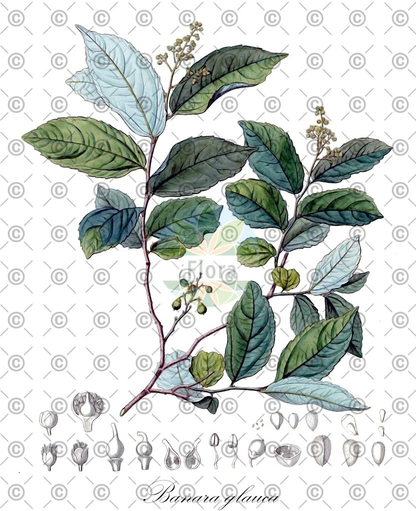 HistAbb_62FCD_1_ENZY_Simple | Historische Abbildung von Banara glauca - Salicaceae | Historical Illustration of Banara glauca - Salicaceae