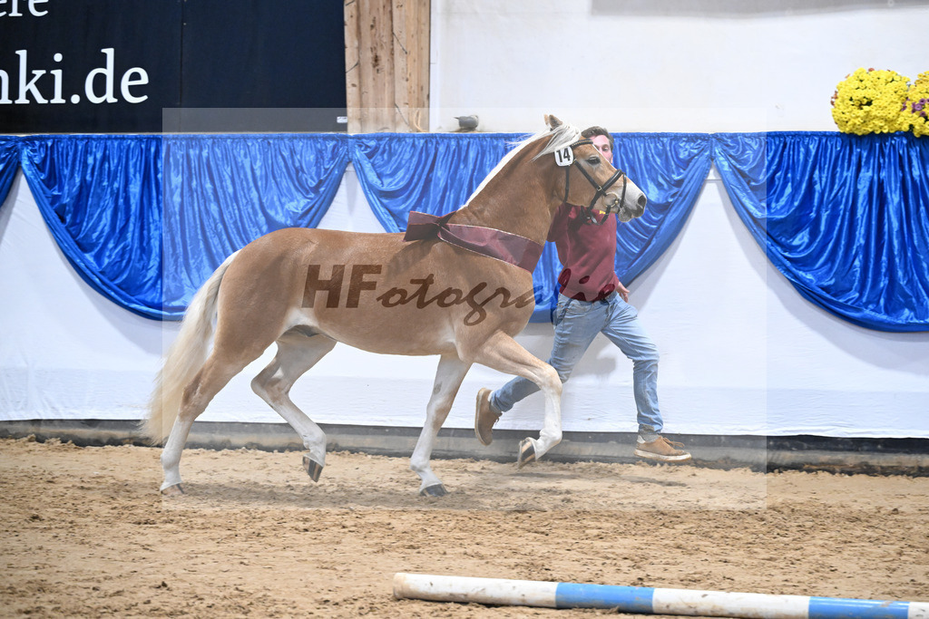 Kat-Nr. 14 Stefano Amore v. Steingold_Bachmann_48251786 | hf-fotografie - Realisiert mit Pictrs.com