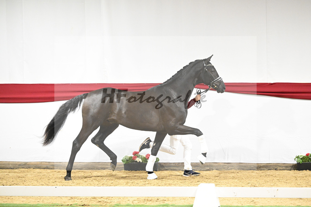 Kat-Nr. 13 v. Zackerey_Blue Hors_63220282 | hf-fotografie - Realizzato con Pictrs.com