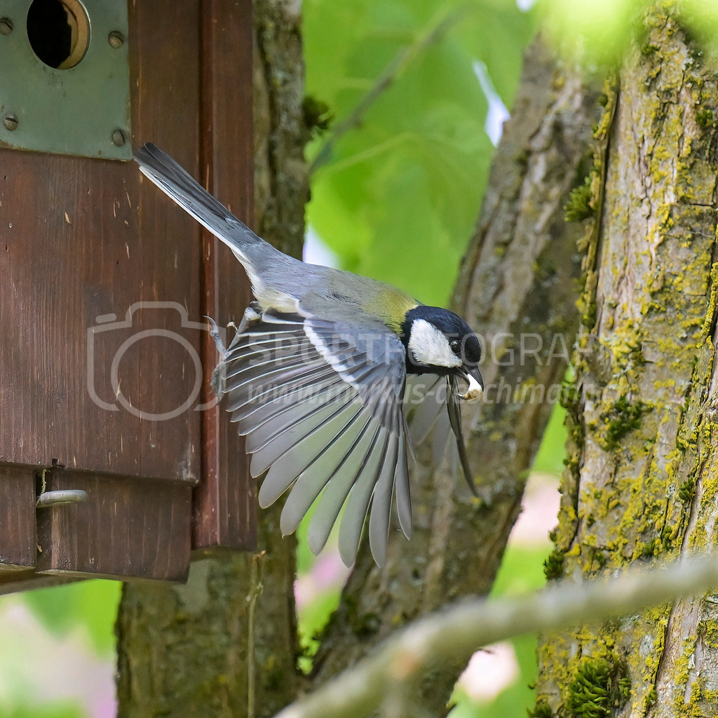 20240504_1100_AEM_nefti_7038-Bearbeitet | 04.05.2024 / , Neftenbach

Bild: Sportfotografie Markus Aeschimann | www.markus-aeschimann.ch - Realisiert mit Pictrs.com