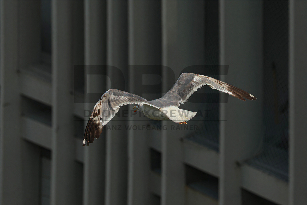 Yellow-legged Gull (Larus michahellis) | Yellow-legged Gull (Larus michahellis), a large gull species commonly found along Mediterranean coasts, rocky shorelines, harbours and coastal areas. - Realisiert mit Pictrs.com