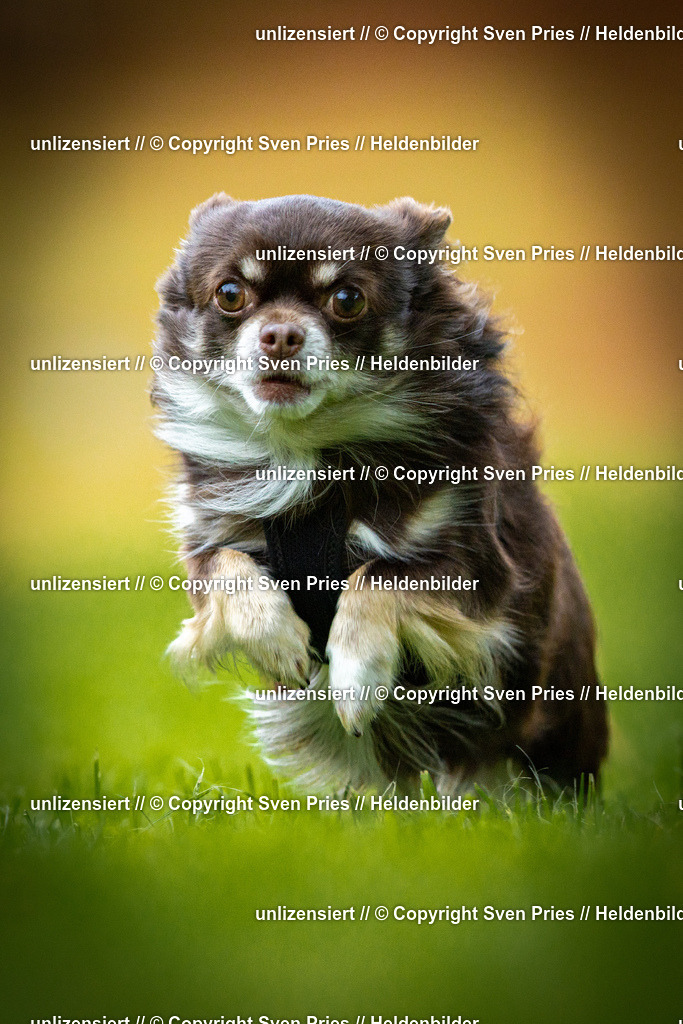 Sven Pries | 2025-09-21 - Hunderennen Baden-Oos - Realisiert mit Pictrs.com