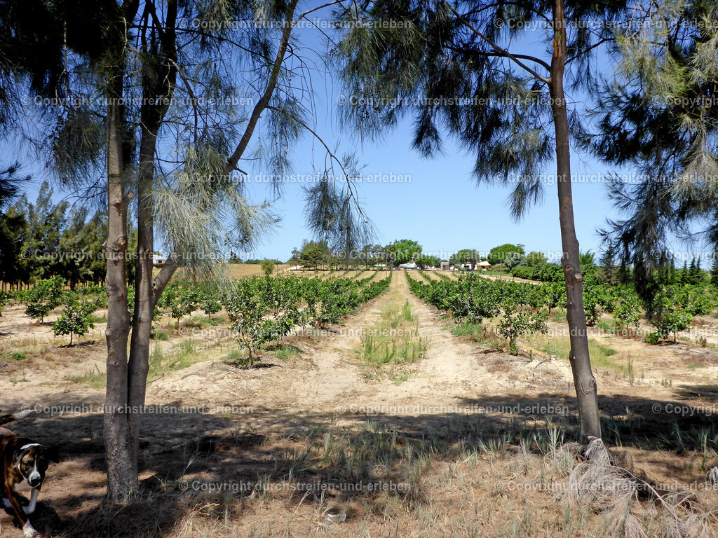 Plantage eines Bauern in Tavira | Am Rande des beliebten Urlaubsortes Tavira findet sich diese Plantage eines Bauern. In der Nähe fährt die Bummelbahn zur Praia do Barril.  - Realisiert mit Pictrs.com
