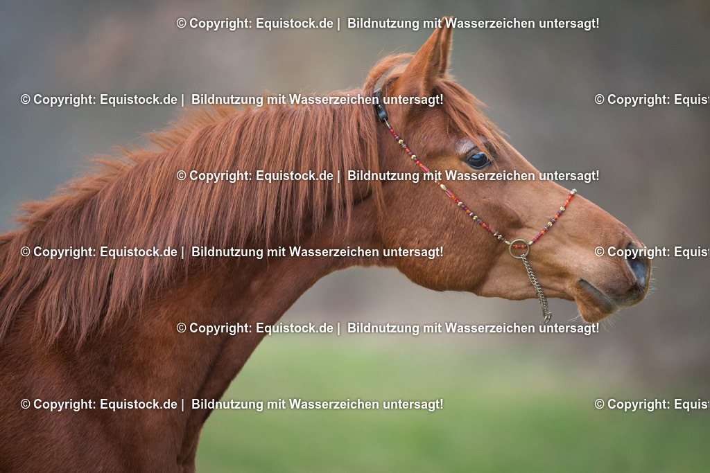 20160228_Araber_Wallach_0003 | equistock