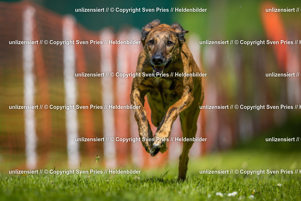 Hunderennen_April_2026_147 | 2026-04-26 - Hunderennen Baden-Oos April 2026 - Realisiert mit Pictrs.com