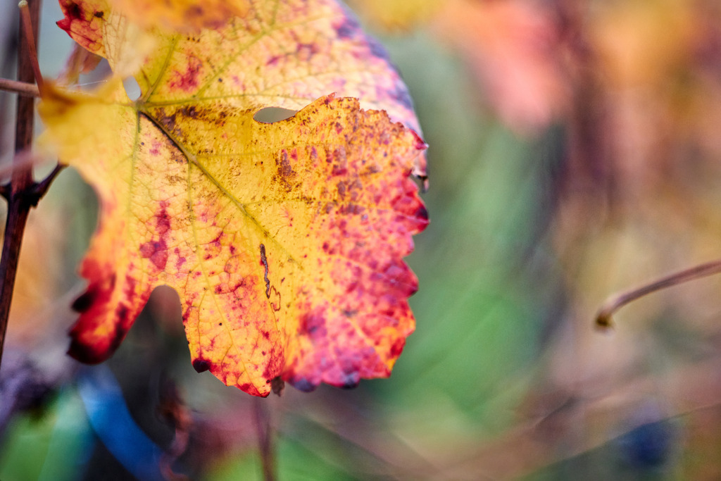 Buntes Weinblatt am Weinstock | Enzersfeld, Austria - October 30, 2022: Buntes Weinblatt am Weinstock. - Realisiert mit Pictrs.com