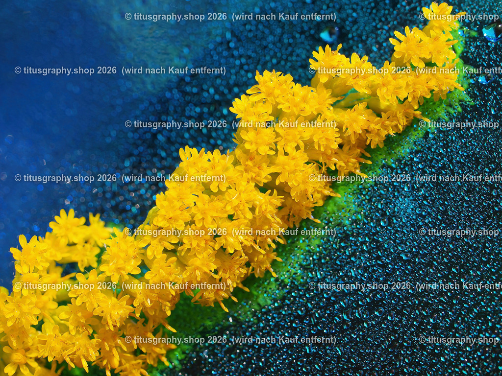 titusgraphy_P9050611-vz-ln | titusgraphy-shop: Geschenkideen mit Qualitätsfotos. titusgraphy-shop: gift ideas with quality photos. titusgraphy-shop: idées cadeaux avec photos de qualité.  - Realisiert mit Pictrs.com