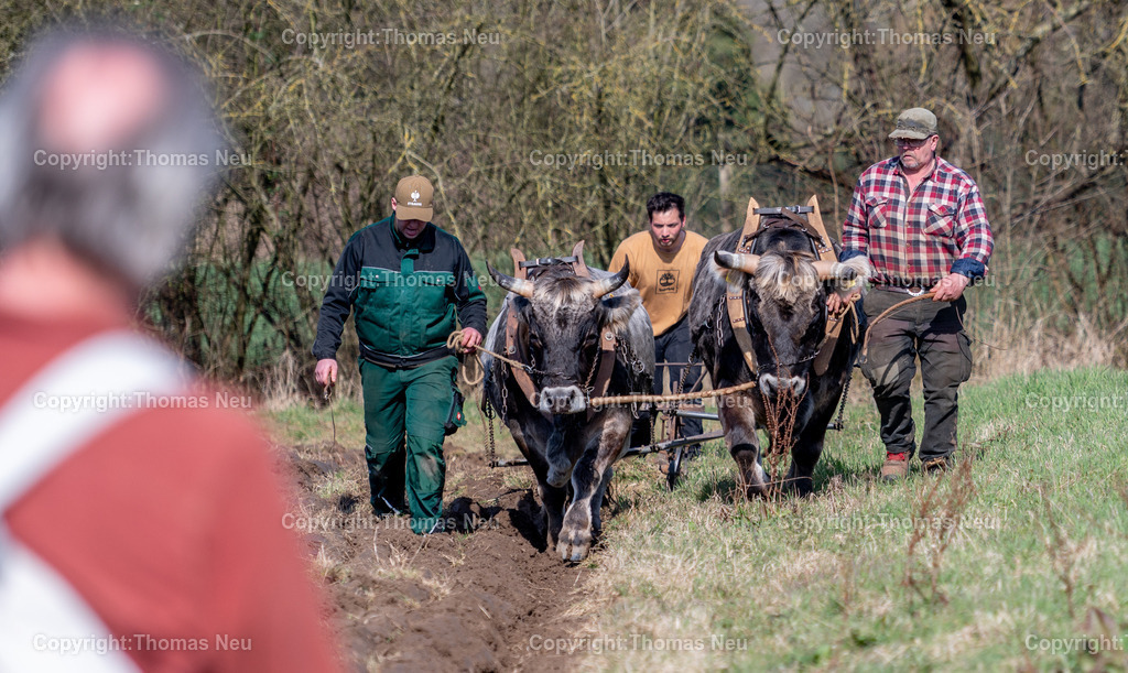 Lauresham_24_DSC_5156 | ble, Lauresham, Saisoneröffnung,das Ochsengepann Ben und Bubi bei der Feldarbeit, am Pflug Markus Windrich, ( hinten)  Maximilian Bauer (links) Gerhard Döring (rechts),  ,, Bild: Thomas Neu