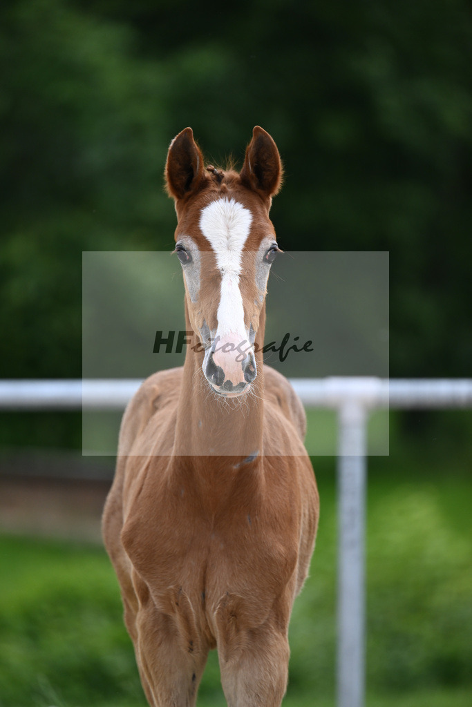 Chacoon Blue x Balous Bellini_HF_Foth_20240497 | hf-fotografie - Realisiert mit Pictrs.com