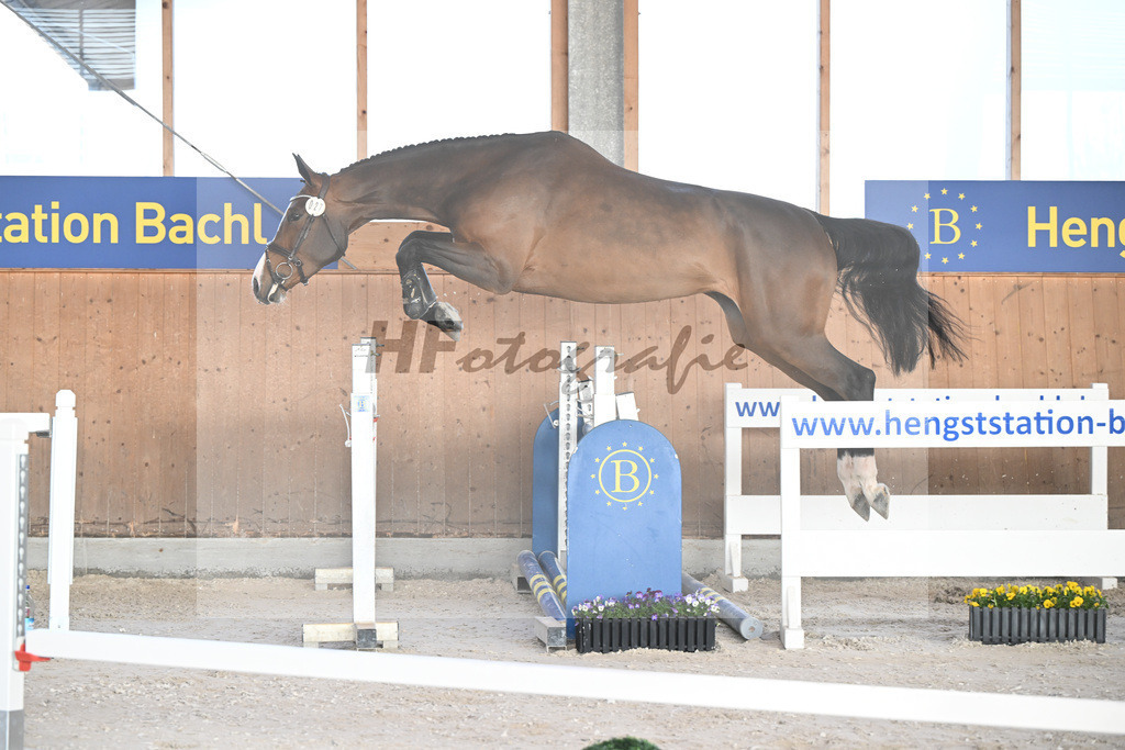 Kat-Nr. 27 Annabelle NZ v. Aganix du Seigneur_Kistner_5250756 | hf-fotografie - Realisiert mit Pictrs.com