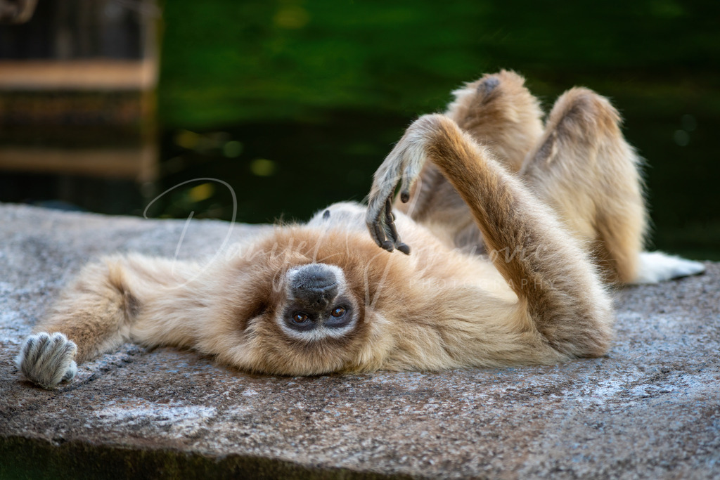 Weißhandgibbon | Ein Weißhandgibbon auf Gran Canaria