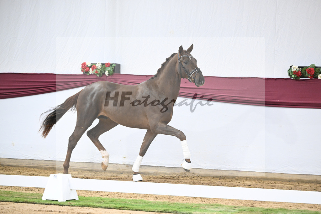 Kat-Nr. 32 Va Bene x Delatio_Simonne Spaeth_47251088 | hf-fotografie - Realisiert mit Pictrs.com