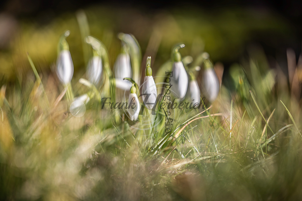 _X0A8336bea | Frank Herberich Fotografie, Frank Herberich, Fotografie, Hochzeit, Portrait, St. Peter Ording, Ording, Westerhever, Nordsee, Frank Fotografie, Hardheim,  Odenwald,Walldürn, Band,Eventfotografie - Realisiert mit Pictrs.com